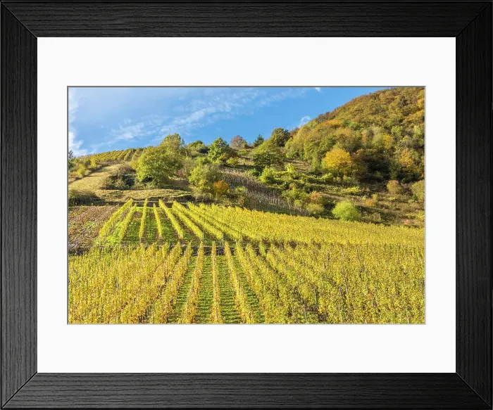Framed Print : Calmont vineyard, steepest vineyard in Europe, Bremm, Mosel, Rhineland-Palatinate, Germany Framed Print : Calmont vineyard, steepest vineyard in Europe, Bremm, Mosel, Rhineland-Palatinate, Germany