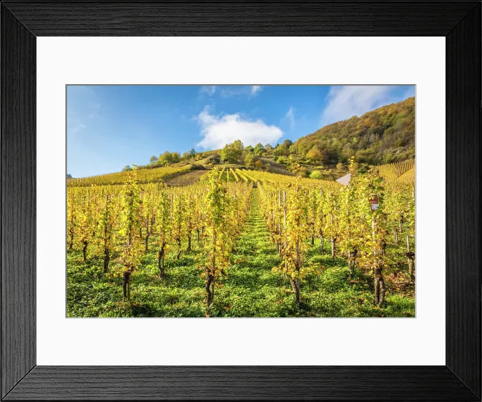 Framed Print : Vineyards of the Calmont vineyard, steepest vineyard in Europe, Bremm, Mosel, Rhineland-Palatinate, Germany Framed Print : Vineyards of the Calmont vineyard, steepest vineyard in Europe, Bremm, Mosel, Rhineland-Palatinate, Germany