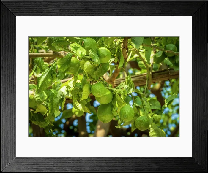 Framed Print : Europe, Italy, Campania. In the hinterland of the Amalfi coast on the footpath. A farmer and his mule Framed Print : Europe, Italy, Campania. In the hinterland of the Amalfi coast on the footpath. A farmer and his mule