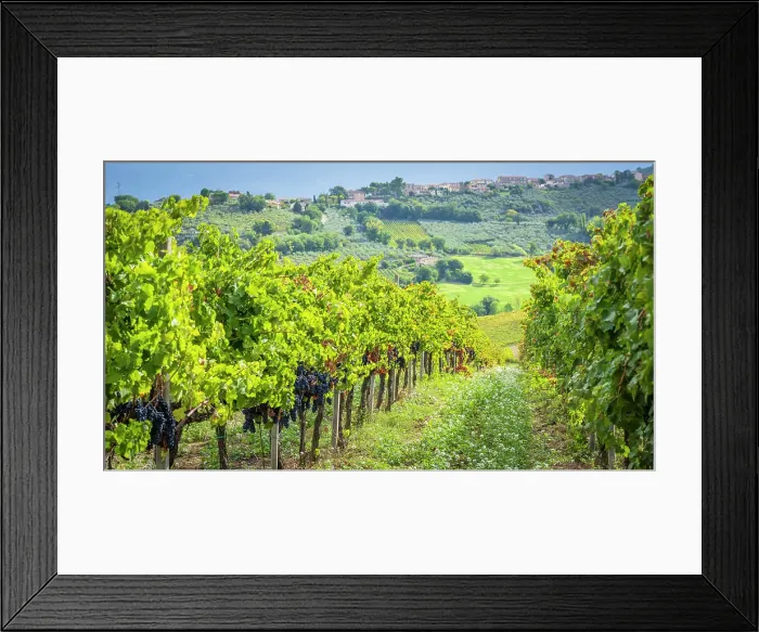 Framed Print : Europe, Italy, Umbria. Sagrantino vineyards with ripe grapes near to Montefalco Framed Print : Europe, Italy, Umbria. Sagrantino vineyards with ripe grapes near to Montefalco