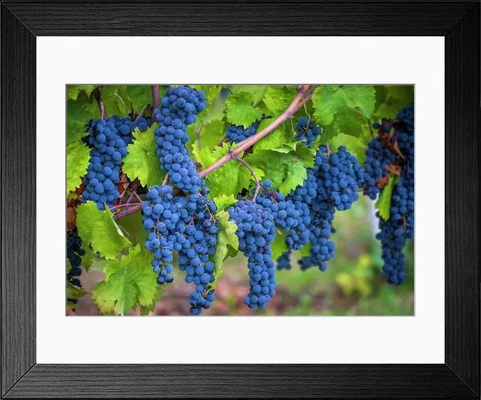 Framed Print : Europe, Italy, Umbria. Ripe Sagrantino grapes near to Montefalco Framed Print : Europe, Italy, Umbria. Ripe Sagrantino grapes near to Montefalco