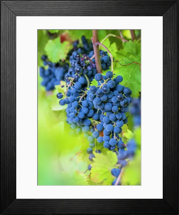 Framed Print : Europe, Italy, Umbria. Ripe Sagrantino grapes near to Montefalco Framed Print : Europe, Italy, Umbria. Ripe Sagrantino grapes near to Montefalco