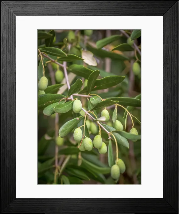Framed Print : Europe, Italy, Umbria. Ripe olives near to Montefalco Framed Print : Europe, Italy, Umbria. Ripe olives near to Montefalco