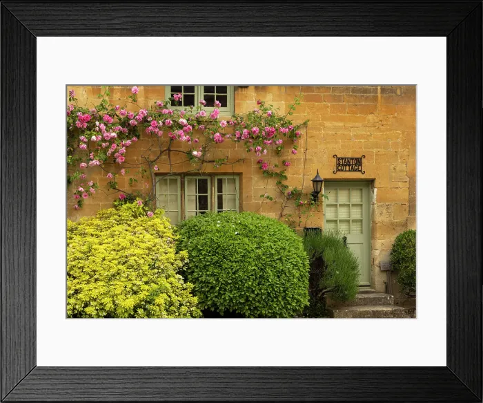 Framed Print : Flowering roses on a pretty cottage in the Cotswolds village of Stanton, Gloucestershire, England. Spring (May) 2024 Framed Print : Flowering roses on a pretty cottage in the Cotswolds village of Stanton, Gloucestershire, England. Spring (May) 2024