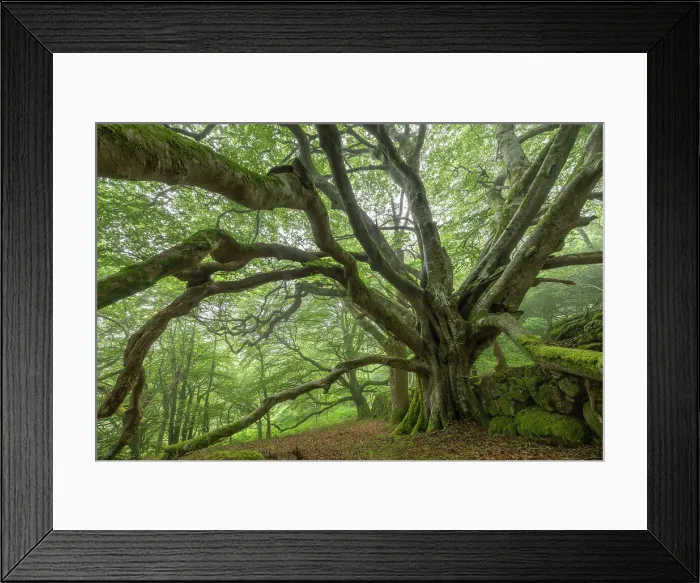 Framed Print : Ancient beech tree in a deciduous woodland, Dartmoor National Park, Devon, England. Summer (June) 2024 Framed Print : Ancient beech tree in a deciduous woodland, Dartmoor National Park, Devon, England. Summer (June) 2024