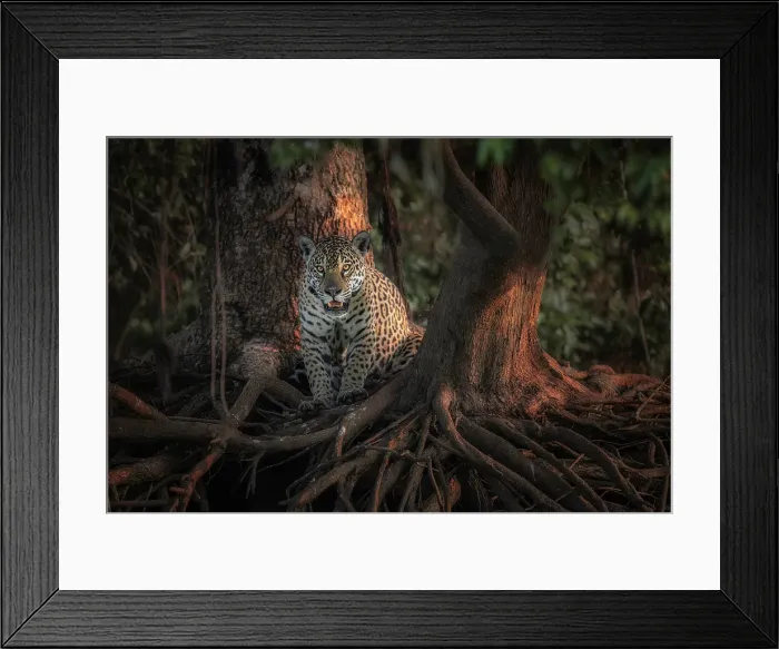 Framed Print : Jaguar (panthera onca) in Pantanal Matogrossense, Rio Cuaiba, Brazil Framed Print : Jaguar (panthera onca) in Pantanal Matogrossense, Rio Cuaiba, Brazil