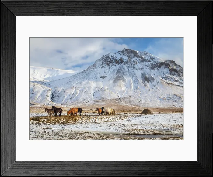 Framed Print : View of typical icelandic horses in winter. Southern Iceland, Europe Framed Print : View of typical icelandic horses in winter. Southern Iceland, Europe
