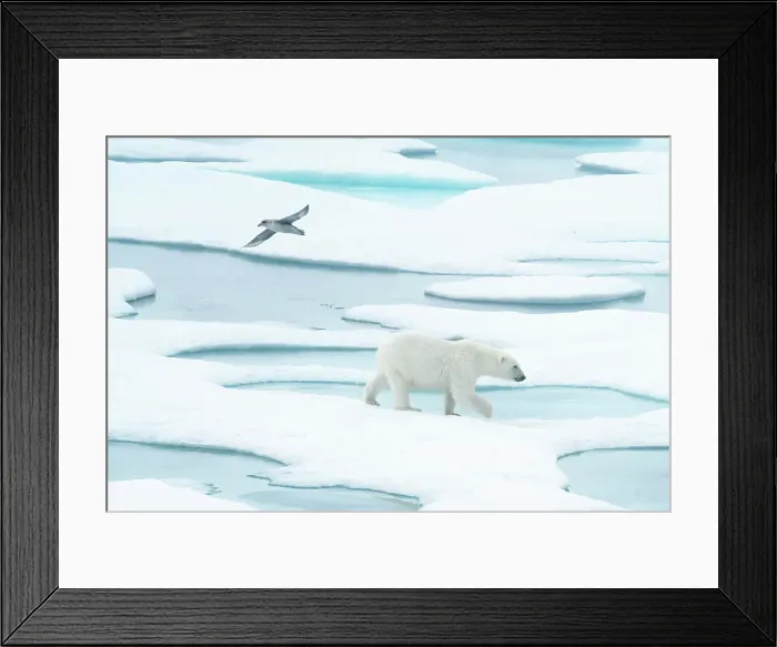 Framed Print : Polar bear (ursus maritimus), in eastern Greenland Framed Print : Polar bear (ursus maritimus), in eastern Greenland