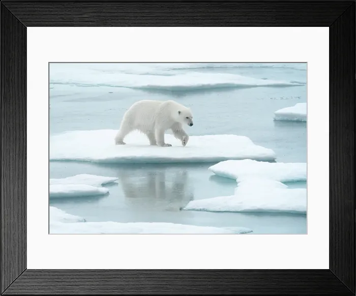 Framed Print : Polar bear (ursus maritimus), in eastern Greenland Framed Print : Polar bear (ursus maritimus), in eastern Greenland