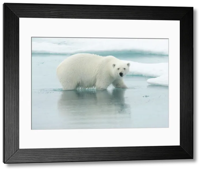 Framed Print : Polar bear (ursus maritimus), in eastern Greenland Framed Print : Polar bear (ursus maritimus), in eastern Greenland