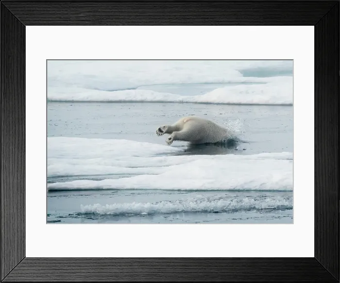 Framed Print : Polar bear (ursus maritimus), in eastern Greenland Framed Print : Polar bear (ursus maritimus), in eastern Greenland