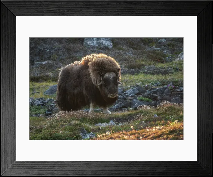 Framed Print : Muskox, Ovibos moschatus, in Eastern Greenland