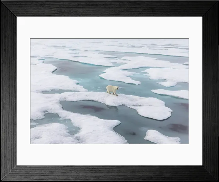 Framed Print : Polar bear (ursus maritimus), in eastern Greenland Framed Print : Polar bear (ursus maritimus), in eastern Greenland