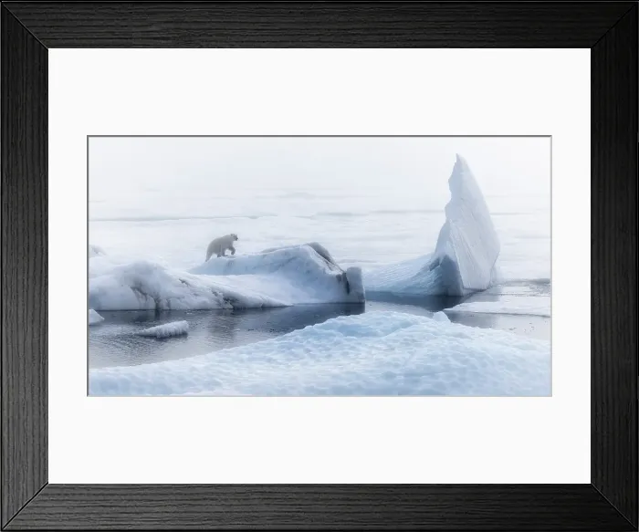 Framed Print : Polar bear (ursus maritimus), in eastern Greenland Framed Print : Polar bear (ursus maritimus), in eastern Greenland