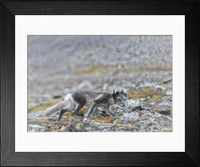 Framed Print : Polar fox, vulpes lagopus, in Spitsbergen, Svalbard, Norway Framed Print : Polar fox, vulpes lagopus, in Spitsbergen, Svalbard, Norway