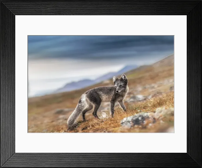 Framed Print : Polar fox, vulpes lagopus, in Spitsbergen, Svalbard, Norway Framed Print : Polar fox, vulpes lagopus, in Spitsbergen, Svalbard, Norway