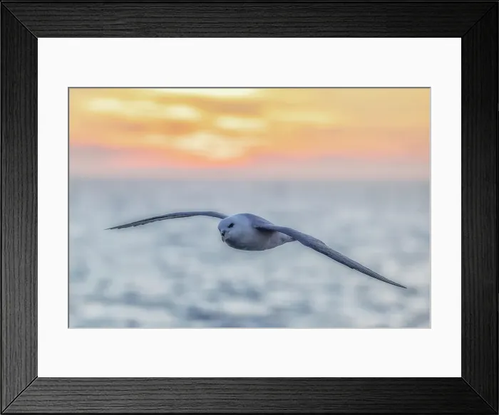 Framed Print : black-legged kittiwake, Rissa tridactyla, in Svalbard, Norway Framed Print : black-legged kittiwake, Rissa tridactyla, in Svalbard, Norway