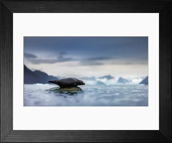 Framed Print : Harbor seal, Phoca vitulina, in Northern Spitsbergen, Svalbard, Norway Framed Print : Harbor seal, Phoca vitulina, in Northern Spitsbergen, Svalbard, Norway