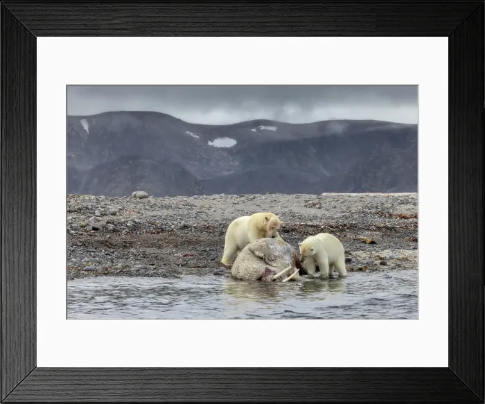 Framed Print : Polar bear in Western Spitsbergen, Svalbard, Norway