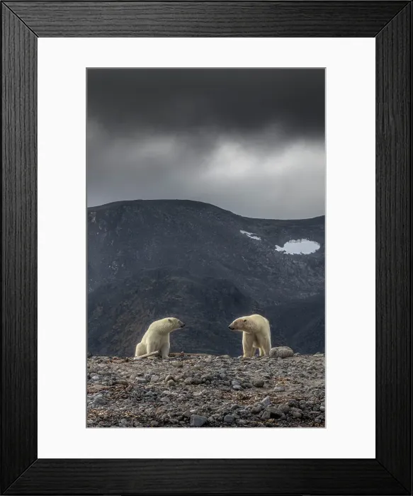 Framed Print : Polar bear in Western Spitsbergen, Svalbard, Norway