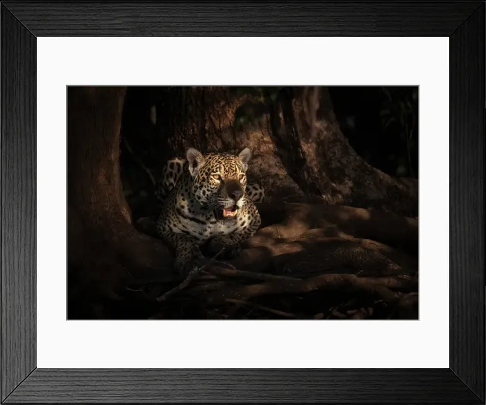 Framed Print : Jaguar portrait (panthera onca) in Pantanal Matogrossense, Rio Cuaiba, Brazil Framed Print : Jaguar portrait (panthera onca) in Pantanal Matogrossense, Rio Cuaiba, Brazil