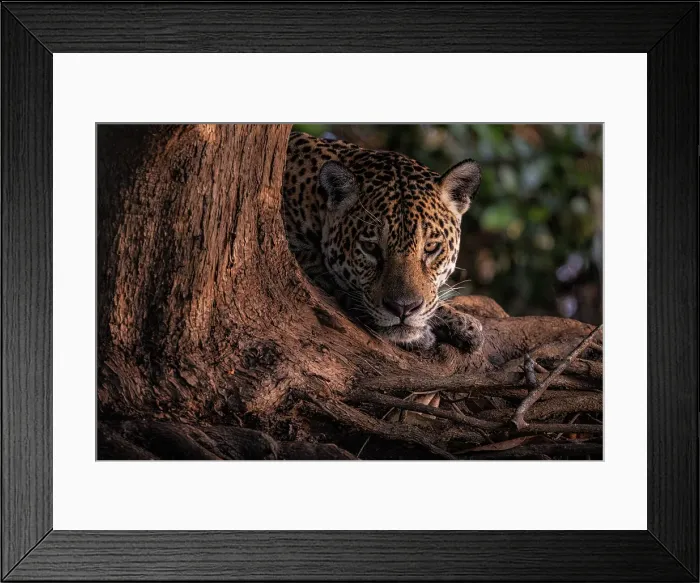 Framed Print : Jaguar portrait (panthera onca) in Pantanal Matogrossense, Rio Cuaiba, Brazil Framed Print : Jaguar portrait (panthera onca) in Pantanal Matogrossense, Rio Cuaiba, Brazil