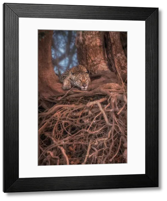Framed Print : Jaguar (panthera onca) in Pantanal Matogrossense, Rio Cuaiba, Brazil Framed Print : Jaguar (panthera onca) in Pantanal Matogrossense, Rio Cuaiba, Brazil