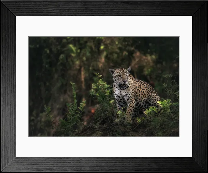 Framed Print : Jaguar (panthera onca) in Pantanal Matogrossense, Rio Cuaiba, Brazil Framed Print : Jaguar (panthera onca) in Pantanal Matogrossense, Rio Cuaiba, Brazil
