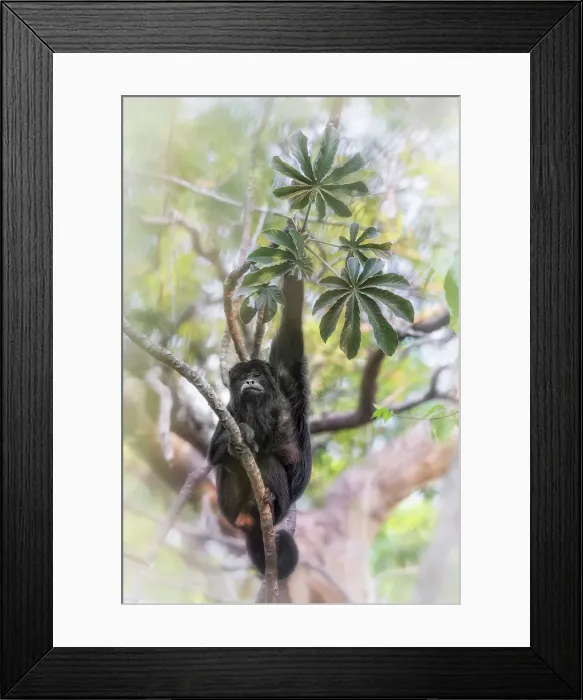 Framed Print : Male black howler (Alouatta caraya) or black-and-gold howler, Pantanal, Mato grosso, Brasil Framed Print : Male black howler (Alouatta caraya) or black-and-gold howler, Pantanal, Mato grosso, Brasil