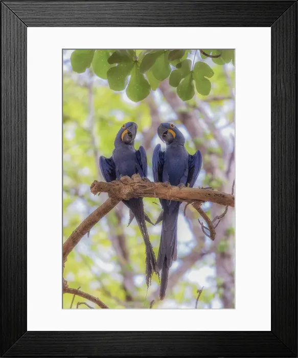 Framed Print : A pair of hyacinth macaw (Anodorhynchus hyacinthinus), or hyacinthine macaw, Pantanal, Mato Grosso, Brazil Framed Print : A pair of hyacinth macaw (Anodorhynchus hyacinthinus), or hyacinthine macaw, Pantanal, Mato Grosso, Brazil