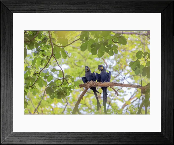 Framed Print : A pair of hyacinth macaw (Anodorhynchus hyacinthinus), or hyacinthine macaw, Pantanal, Mato Grosso, Brazil Framed Print : A pair of hyacinth macaw (Anodorhynchus hyacinthinus), or hyacinthine macaw, Pantanal, Mato Grosso, Brazil