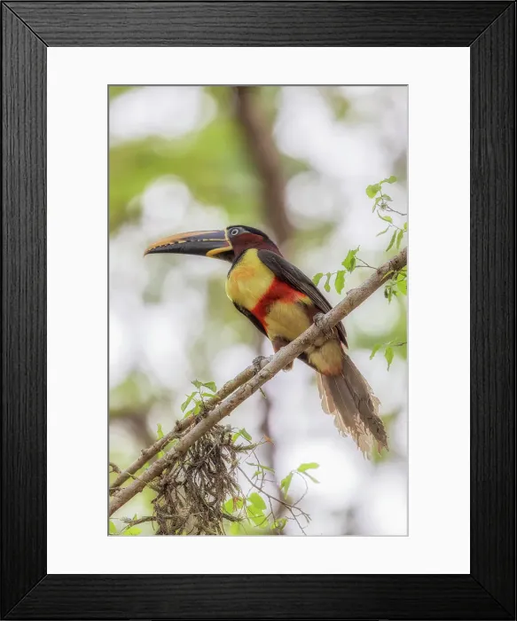 Framed Print : Chestnut-eared aracari, Pteroglossus castanotis, Pantanal Mato Grosso, Brasil Framed Print : Chestnut-eared aracari, Pteroglossus castanotis, Pantanal Mato Grosso, Brasil