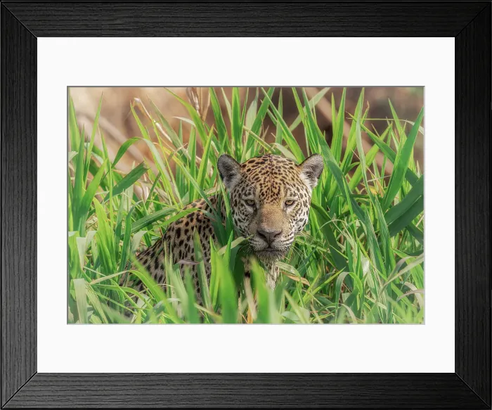 Framed Print : Jaguar in the high grass (panthera onca) in Pantanal Matogrossense, Rio Cuaiba, Brazil Framed Print : Jaguar in the high grass (panthera onca) in Pantanal Matogrossense, Rio Cuaiba, Brazil