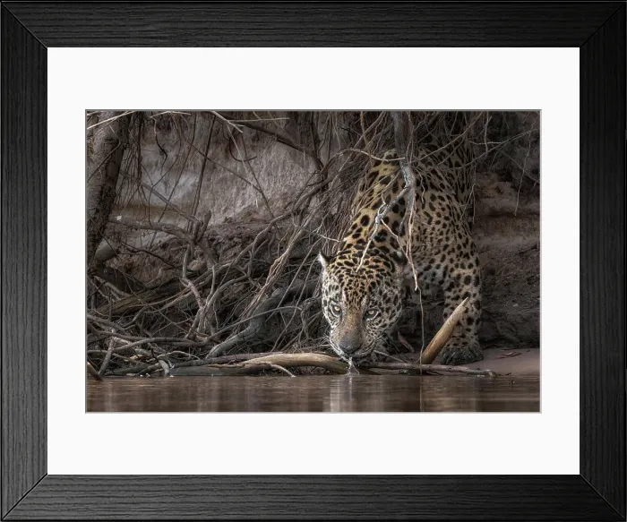 Framed Print : Jaguar (panthera onca) in Pantanal Matogrossense, Rio Cuaiba, Brazil Framed Print : Jaguar (panthera onca) in Pantanal Matogrossense, Rio Cuaiba, Brazil