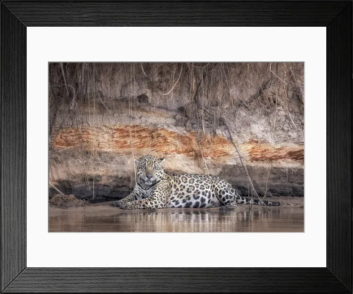 Framed Print : Jaguar (panthera onca) in Pantanal Matogrossense, Rio Cuaiba, Brazil Framed Print : Jaguar (panthera onca) in Pantanal Matogrossense, Rio Cuaiba, Brazil