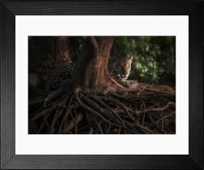 Framed Print : Jaguar (panthera onca) in Pantanal Matogrossense, Rio Cuaiba, Brazil Framed Print : Jaguar (panthera onca) in Pantanal Matogrossense, Rio Cuaiba, Brazil