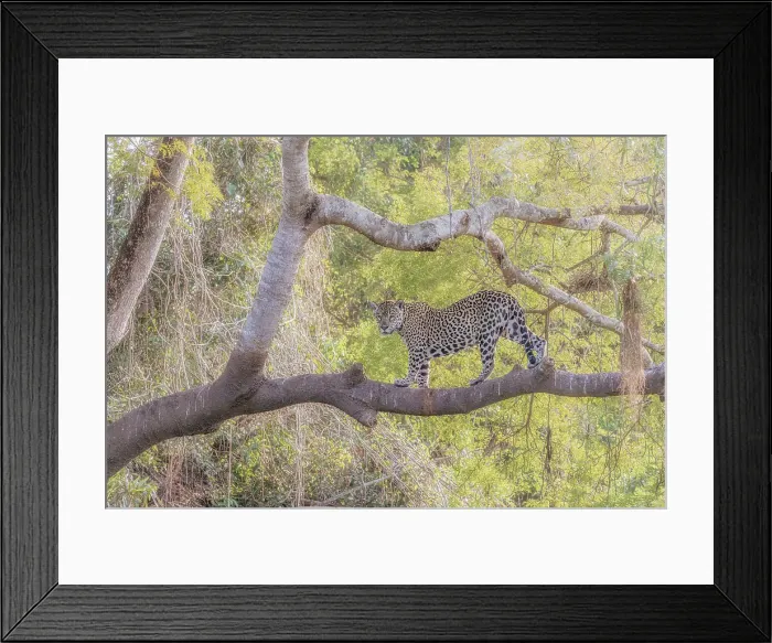Framed Print : Jaguar (panthera onca) in Pantanal Matogrossense, Rio Cuaiba, Brazil Framed Print : Jaguar (panthera onca) in Pantanal Matogrossense, Rio Cuaiba, Brazil