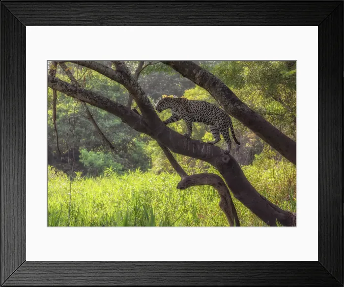 Framed Print : Jaguar (panthera onca) in Pantanal Matogrossense, Rio Cuaiba, Brazil Framed Print : Jaguar (panthera onca) in Pantanal Matogrossense, Rio Cuaiba, Brazil