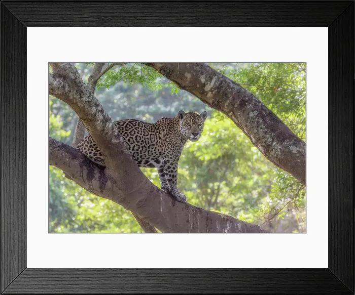 Framed Print : Jaguar (panthera onca) in Pantanal Matogrossense, Rio Cuaiba, Brazil Framed Print : Jaguar (panthera onca) in Pantanal Matogrossense, Rio Cuaiba, Brazil