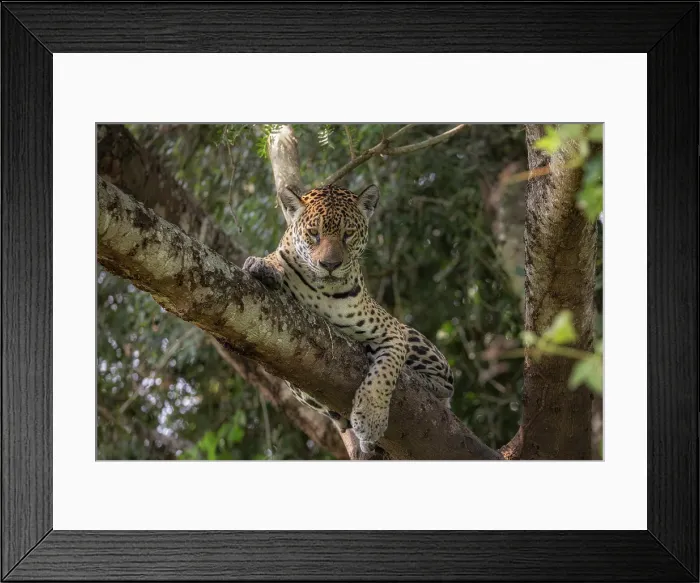 Framed Print : Jaguar (panthera onca) in Pantanal Matogrossense, Rio Cuaiba, Brazil