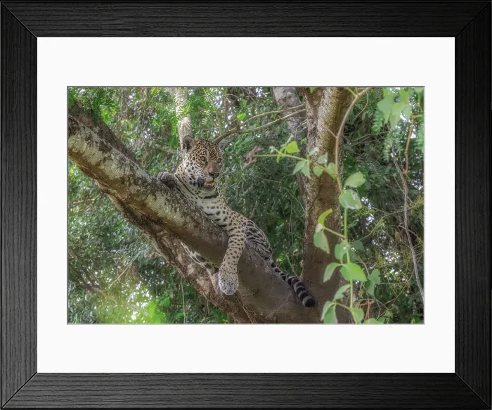 Framed Print : Jaguar (panthera onca) in Pantanal Matogrossense, Rio Cuaiba, Brazil Framed Print : Jaguar (panthera onca) in Pantanal Matogrossense, Rio Cuaiba, Brazil