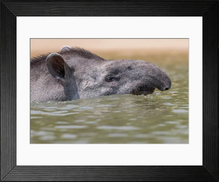 Framed Print : South American tapir, Tapirus terrestris, Rio Ciuiaba, Mato Grosso, Brasil