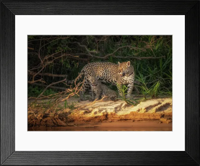 Framed Print : Jaguar (panthera onca) in Pantanal Matogrossense, Rio Cuaiba, Brazil