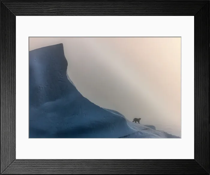 Framed Print : Polar bear (ursus maritimus), in eastern Greenland Framed Print : Polar bear (ursus maritimus), in eastern Greenland