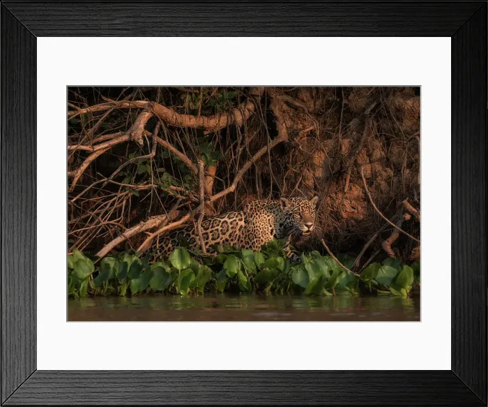 Framed Print : Jaguar (panthera onca) in Pantanal Matogrossense, Rio Cuaiba, Brazil