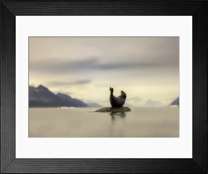 Framed Print : Harbor seal, Phoca vitulina, in Northern Spitsbergen, Svalbard, Norway Framed Print : Harbor seal, Phoca vitulina, in Northern Spitsbergen, Svalbard, Norway