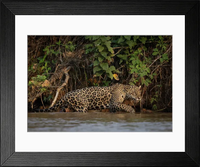Framed Print : Jaguar (panthera onca) in Pantanal Matogrossense, Rio Cuaiba, Brazil Framed Print : Jaguar (panthera onca) in Pantanal Matogrossense, Rio Cuaiba, Brazil