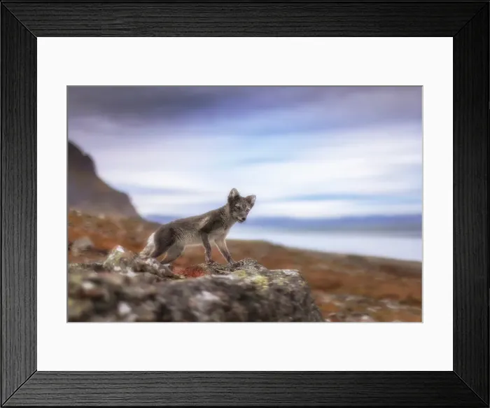 Framed Print : Arctic fox, Vulpes lagopus, in Northern Spitsbergen, Svalbard, Norway