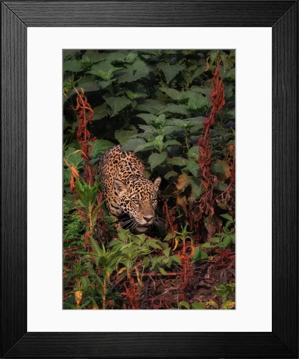 Framed Print : Jaguar (panthera onca) in Pantanal Matogrossense, Rio Cuaiba, Brazil Framed Print : Jaguar (panthera onca) in Pantanal Matogrossense, Rio Cuaiba, Brazil