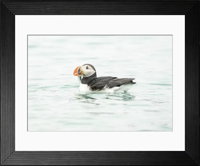 Framed Print : Atlantic puffin, Fratercula arctica, swimming in Spitsbegen, Svalbard, Norway
